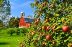 Annual Events in Chisago Lakes