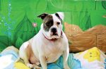 Old Bridge Animal Shelter