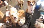 Pet Care