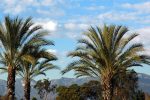 Things to do in Rosemead